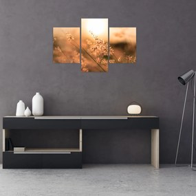 Tablou - Iarbă la soare (90x60 cm)