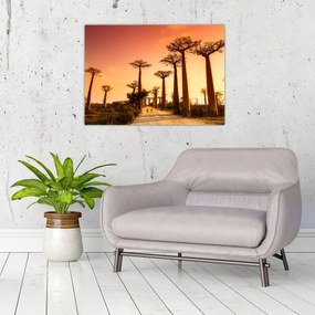 Tablou - Apus de soare pe Aleea Baobabilor (70x50 cm)