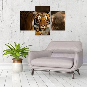 Tablou cu tigrul (90x60 cm)