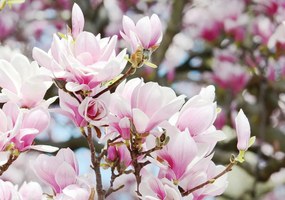 Fototapet - Flori de primăvară înflorite (152,5x104 cm), în 8 de alte dimensiuni noi