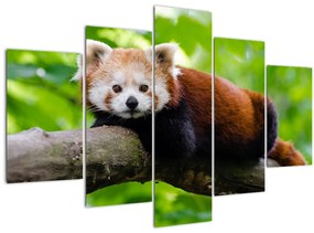 Tablou cu panda roșie (150x105 cm)