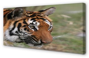 Tablouri canvas Woods tigru