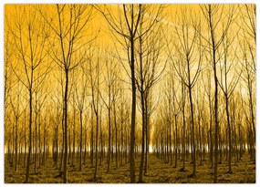 Tablou pe sticlă cu pădure în apus de soare (70x50 cm)