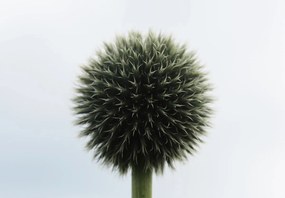 Fototapet - Flori tropicale (147x102 cm)