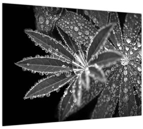 Tablou - Picături (70x50 cm)