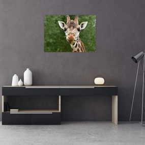 Tablou pe sticlă cu girafa (70x50 cm)