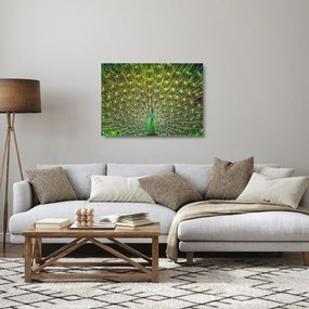 Tablou pe sticlă - Peacock (70x50 cm)