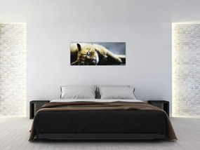 Tablou cu pisica (120x50 cm)