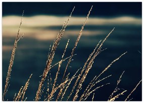 Tablou pe sticlă cu ierburi (70x50 cm)