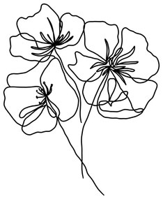 Poster 29x41 cm Black Poppy – Veronika Boulová