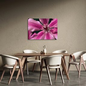 Tablou pe sticlă cu floarea roz de clematis (70x50 cm)
