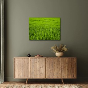 Tablou cu iaraba (70x50 cm)