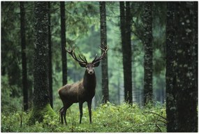 Tablou - Cerb în pădurea adâncă (90x60 cm)