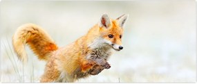 Tablou - Vulpe care sare (120x50 cm)