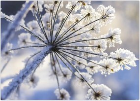 Tablou - Flori înghețate (70x50 cm)