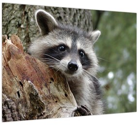 Tablou - Raton (70x50 cm)