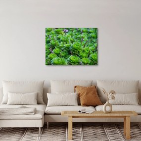 Tablou - Aloe (70x50 cm)