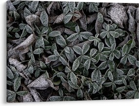 Tablou - Plante înghețate (70x50 cm)