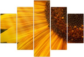 Tablou - Floarea-soarelui (150x105 cm)