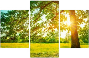 Tablou - Pădurea însorită (90x60 cm)