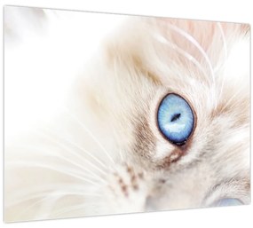 Tablou - Pisicuță (70x50 cm)