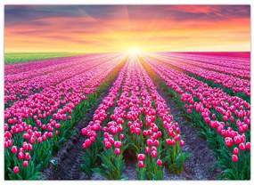 Tablou cu câmp de lalele cu soare (70x50 cm)