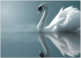 Tablou -Lebădă albă (70x50 cm)