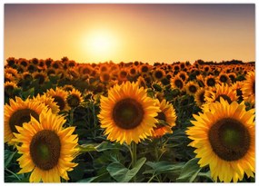 Tablou pe sticlă - Floarea soarelui (70x50 cm)