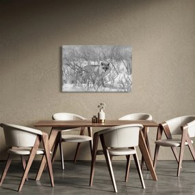 Tablou - Vulpe,alb-negru (90x60 cm)