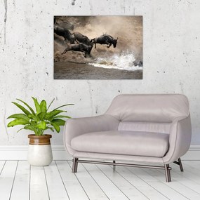 Tablou - Turmă de gnu (70x50 cm)