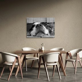 Tablou pe sticlă cu câine (70x50 cm)