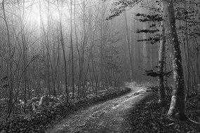 Fototapet autoadeziv potecă spre pădure în alb-negru