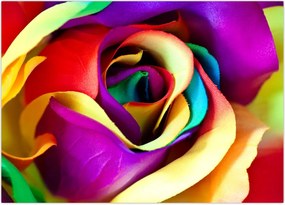 Tablou - Trandafir colorat (70x50 cm)