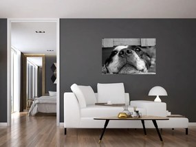 Tablou cu câine (90x60 cm)