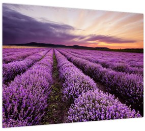 Tablou - Câmp de lavandă la apus de soare (70x50 cm)