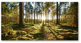 Tablou pe sticlă acrilică O pădure de pini