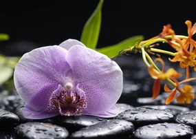 Fototapet. Orhidee in Mov. Art.01251