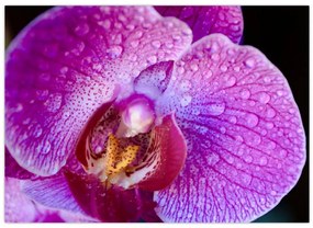 Tablou detailat cu floare de orhidee (70x50 cm)