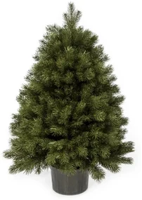 Pom de Crăciun FULL 3D Mini Pin 100 cm în ghiveci