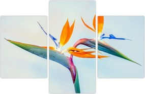 Tablou cu floarea Strelicie (90x60 cm)
