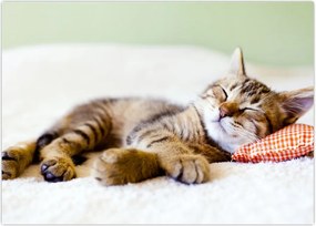 Tablou - Pisicuța adormită (70x50 cm)