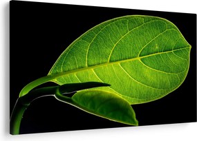 Tablou - frunză verde (90x60 cm)