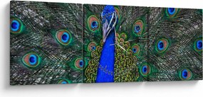 Tablou - Păun (cu ceas) (90x30 cm)