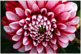 Tablou cu dalie roz (90x60 cm)