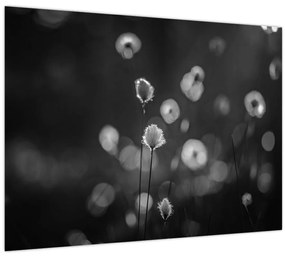 Tablou pe sticlă - Iarba de bumbac în pajiște (70x50 cm)