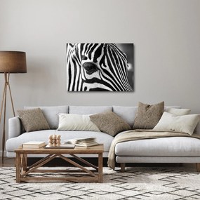 Tablou cu zebră (70x50 cm)