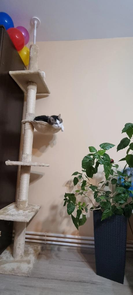 Fotografia utilizatorului