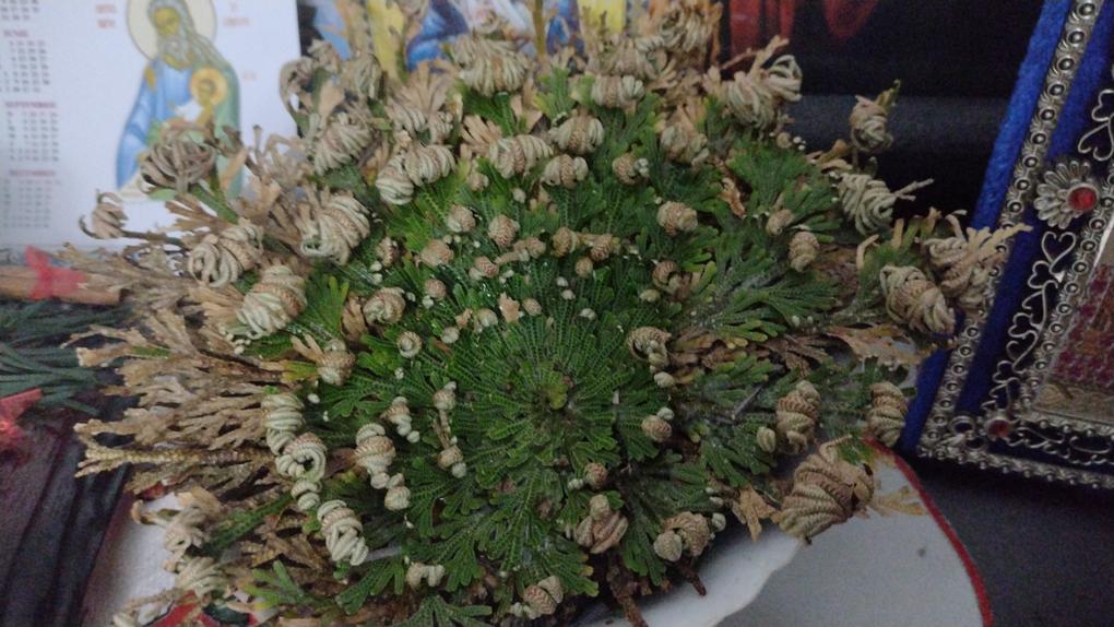 Minunat! O floare deosebita!